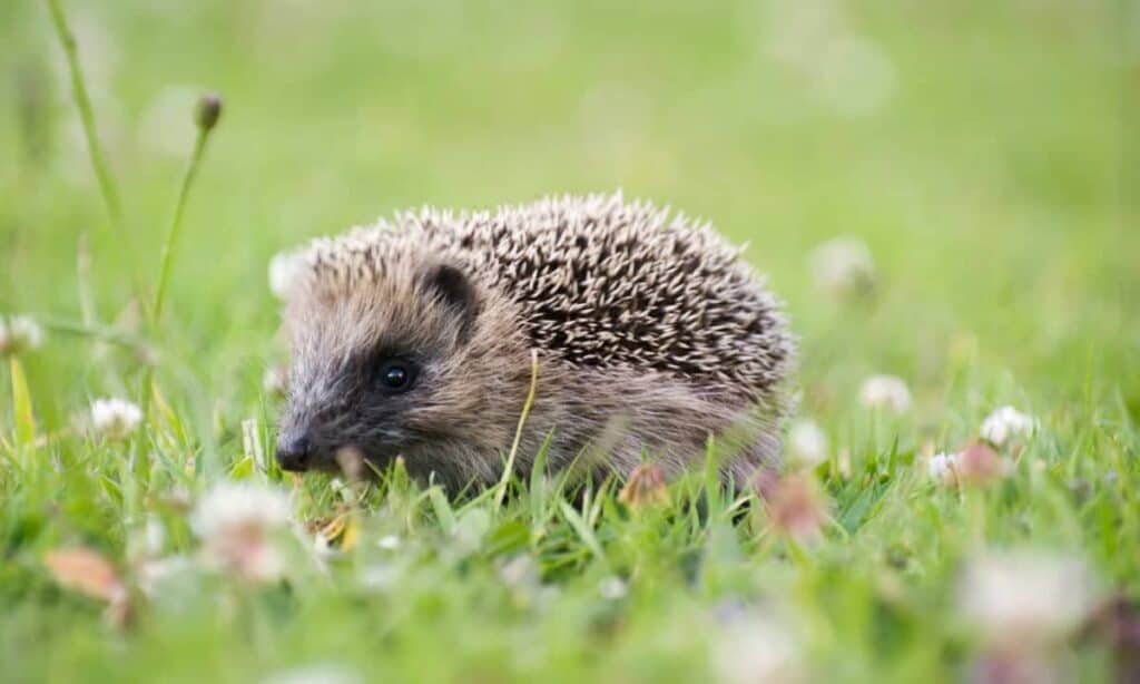 hedgehog robot mowers