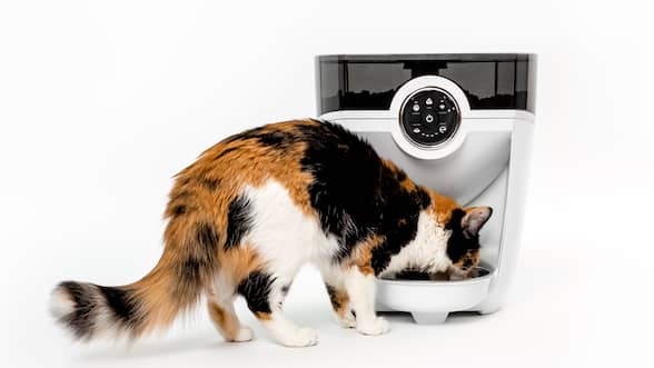 robot cat feeder