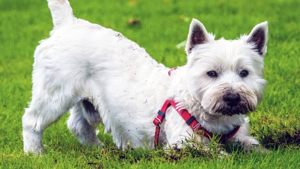 robot mowers safe for pets